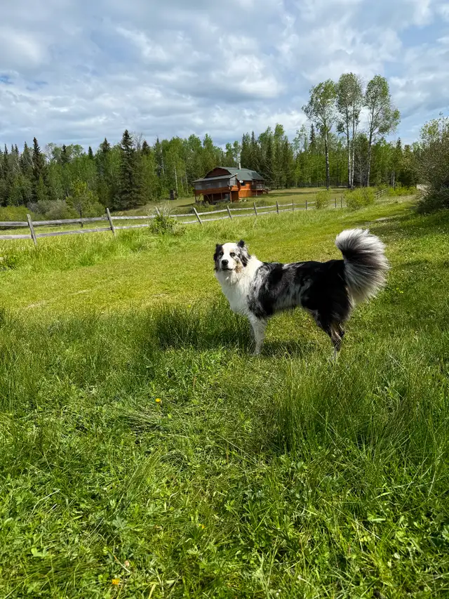 3 Year Old Australian Shepherd - Photo 2