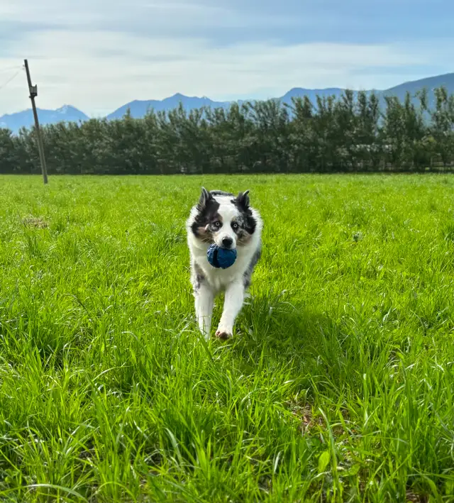 3 Year Old Australian Shepherd - Photo 3