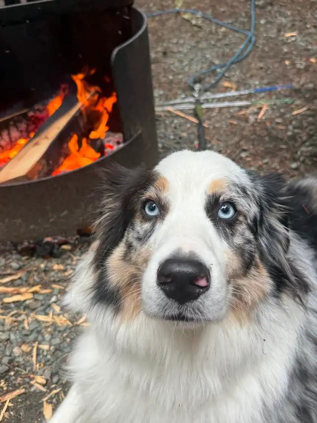 3 Year Old Australian Shepherd - Photo 4