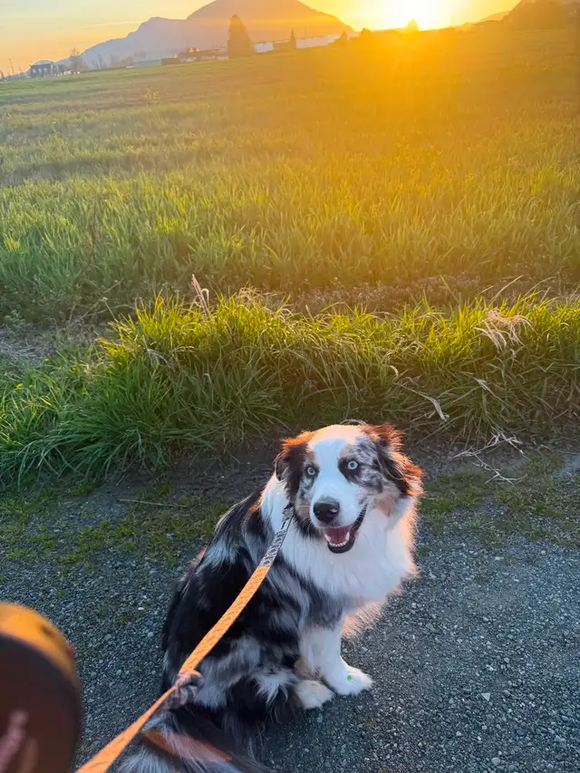 3 Year Old Australian Shepherd - Photo 5