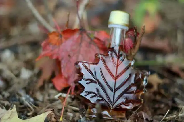 fresh maple syrup for sale 2026 - Photo 2