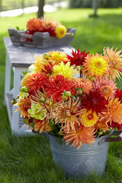 Dahlia Tubers, Mixed Bags