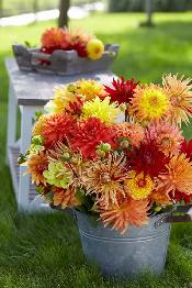 Dahlia Tubers, Mixed Bags