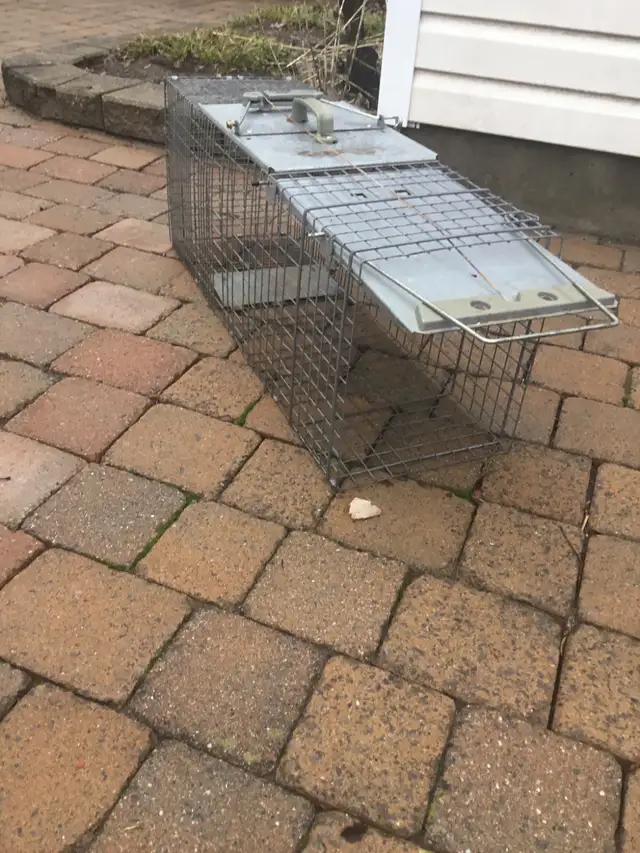 Large Animal Trap $45.00 - Photo 2