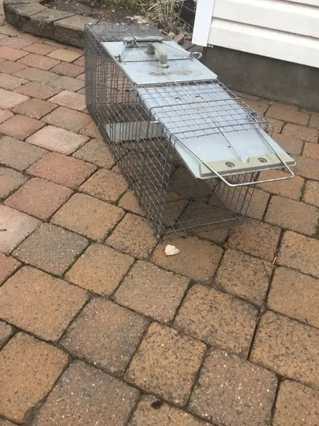 Large Animal Trap $45.00 - Photo 3