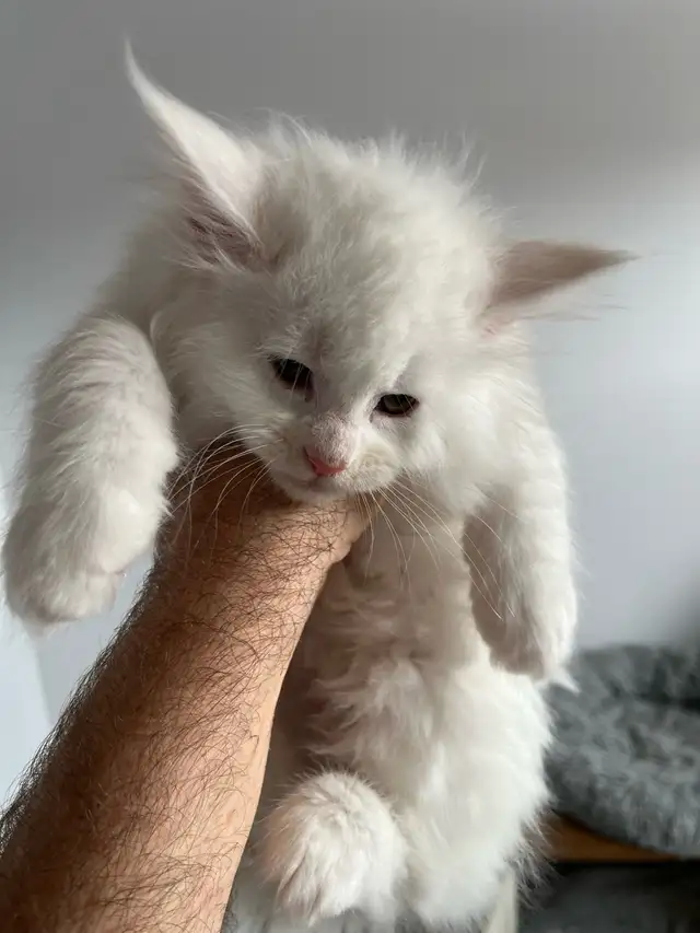 chaton main coon - Photo 2