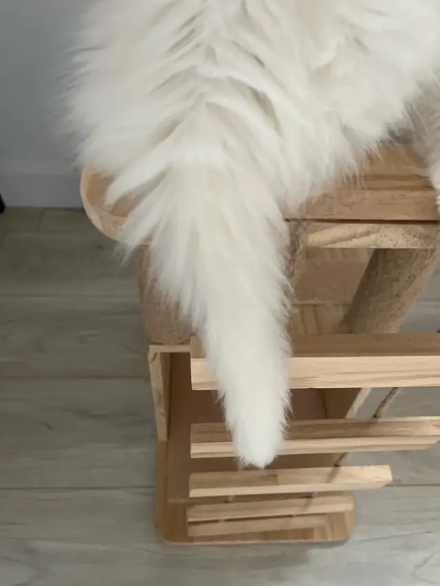 chaton main coon - Photo 3