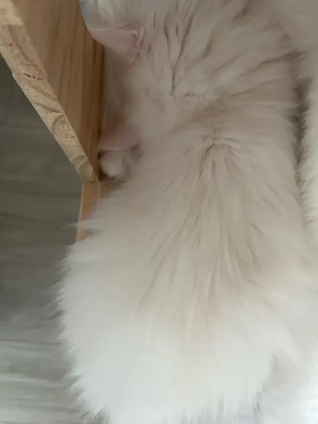 chaton main coon - Photo 4