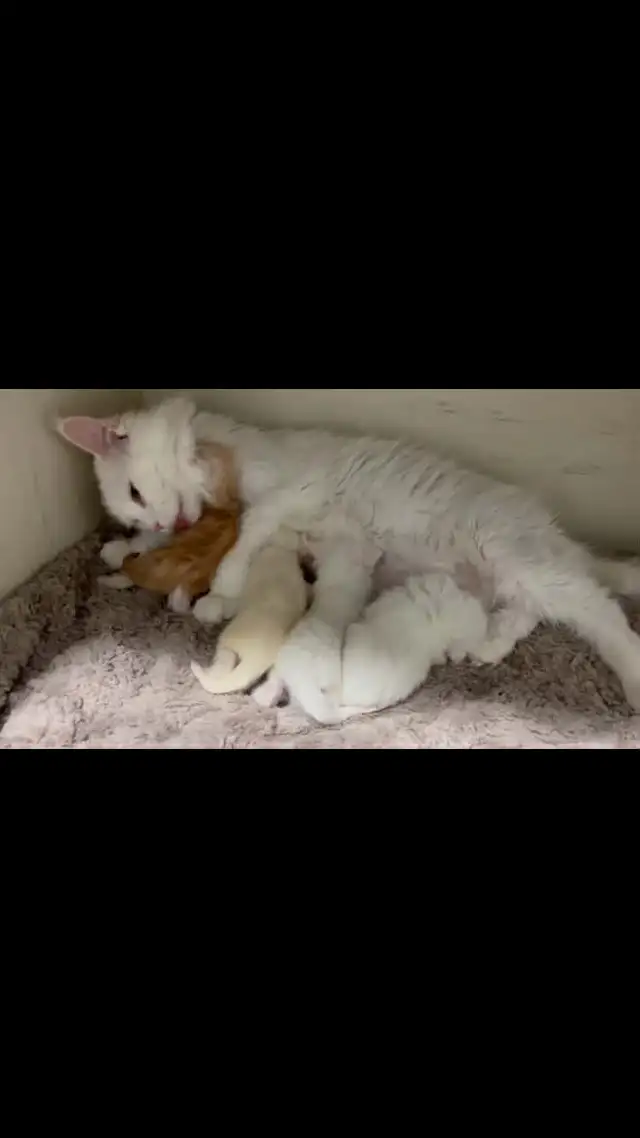 chaton main coon - Photo 5