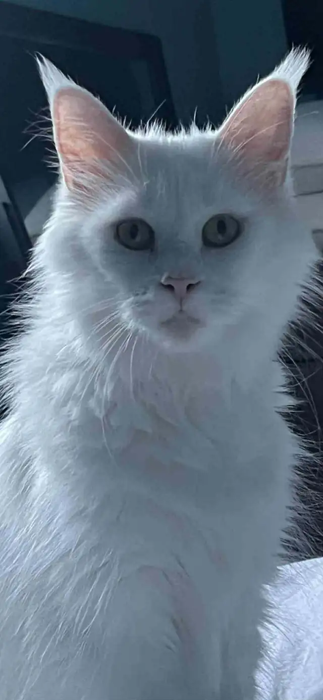 chaton main coon - Photo 6