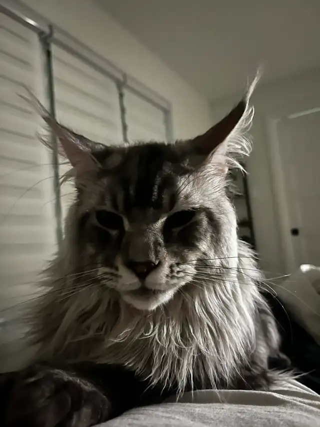 chaton main coon - Photo 7