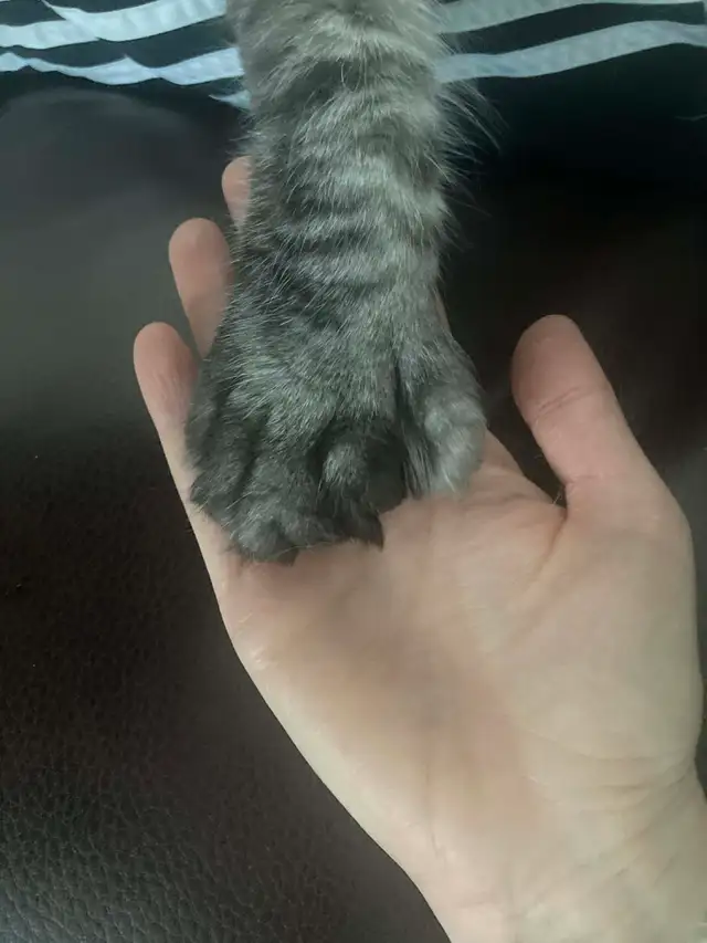 chaton main coon - Photo 8