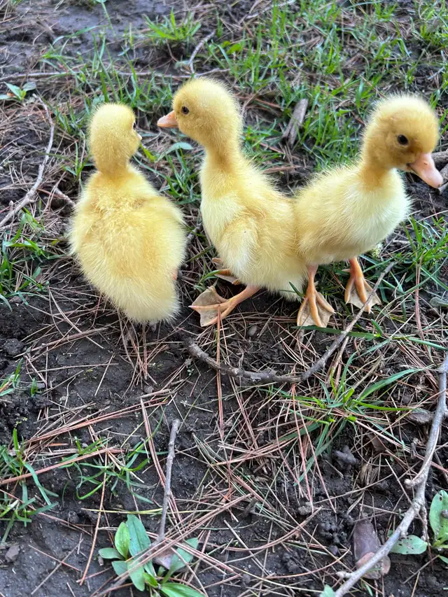 Pekin ducklings