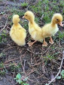 Pekin ducklings