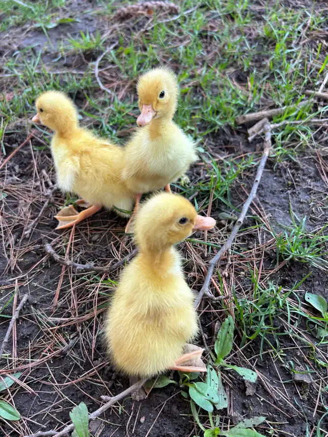 Pekin ducklings - Photo 2