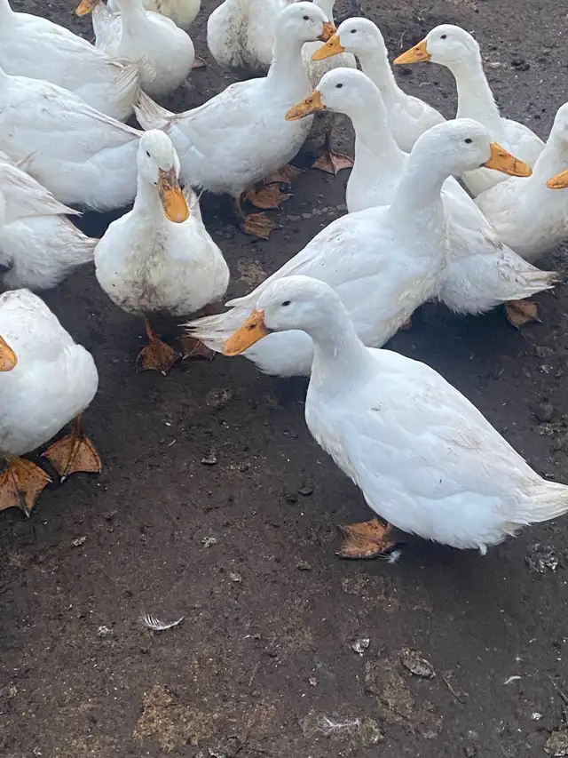 Pekin ducklings - Photo 4