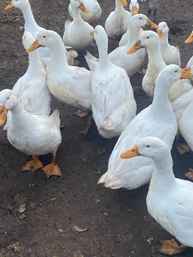 Pekin ducklings - Photo 7