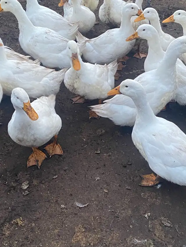 Pekin ducklings - Photo 9