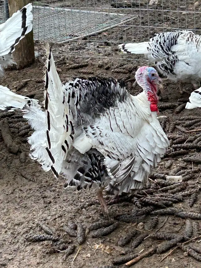 fertilized royal palm turkey hatching eggs