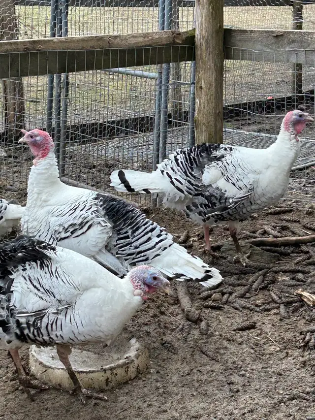 fertilized royal palm turkey hatching eggs - Photo 2