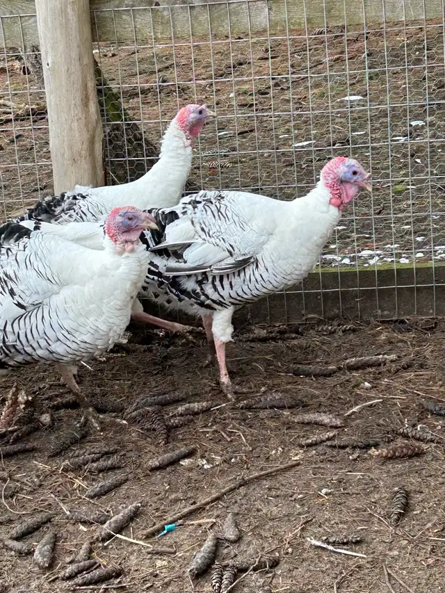 fertilized royal palm turkey hatching eggs - Photo 3