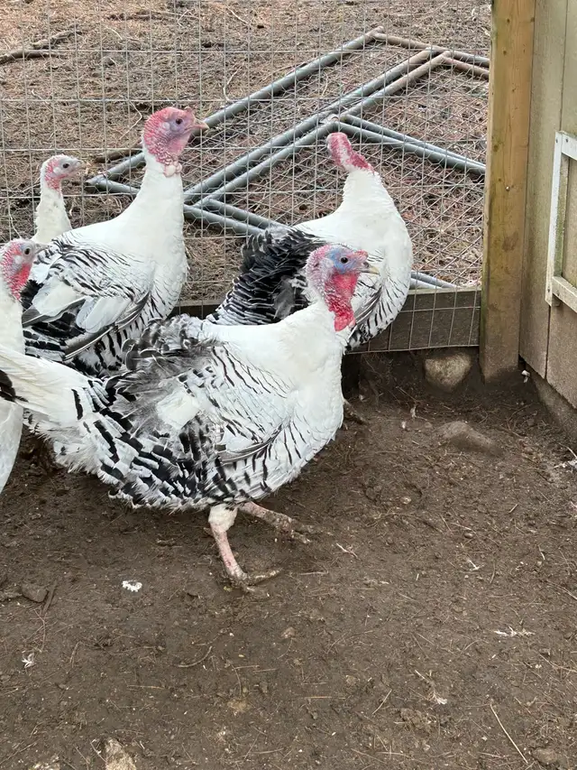 fertilized royal palm turkey hatching eggs - Photo 4