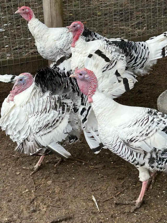 fertilized royal palm turkey hatching eggs - Photo 5