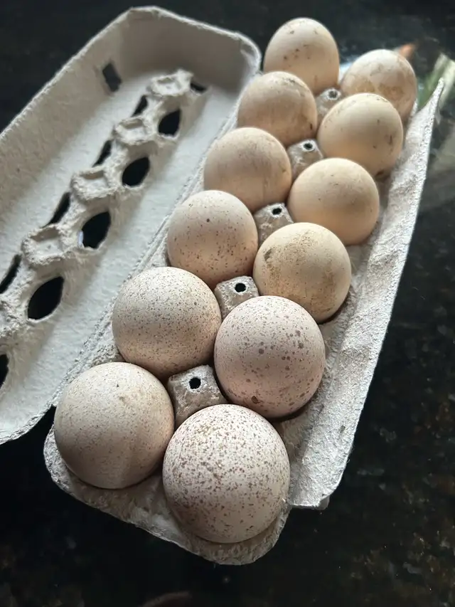 fertilized royal palm turkey hatching eggs - Photo 6