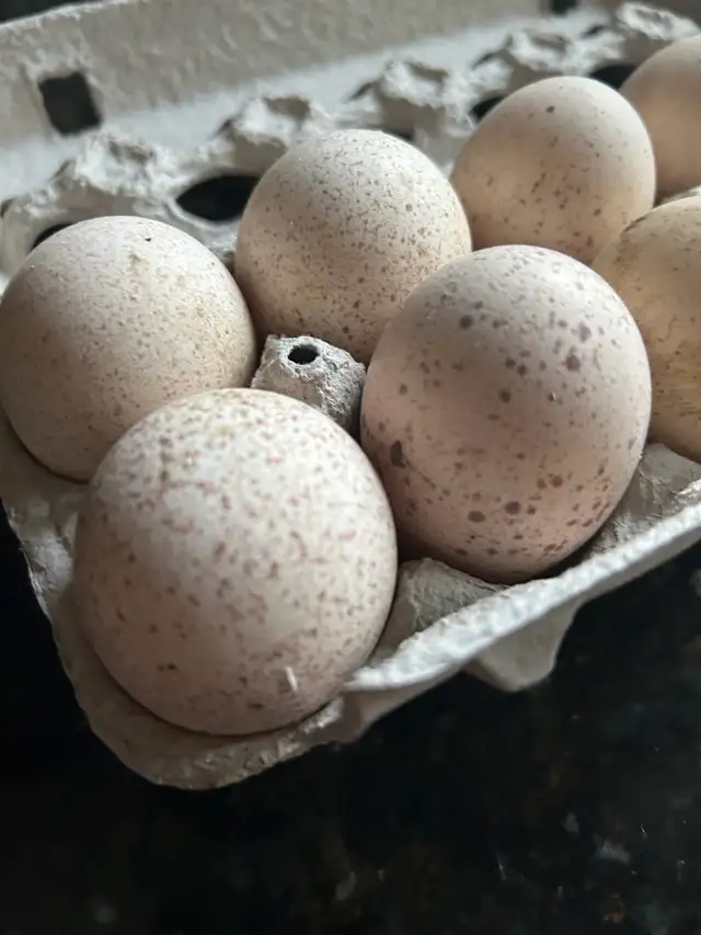 fertilized royal palm turkey hatching eggs - Photo 7