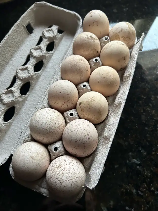 fertilized royal palm turkey hatching eggs - Photo 8