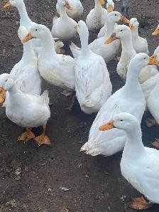 fertilized Pekin duck hatching eggs