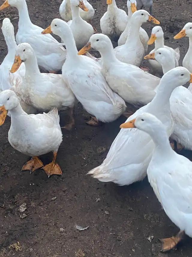 fertilized Pekin duck hatching eggs - Photo 2