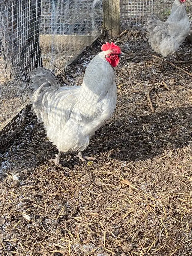fertilized lavender Orpington hatching eggs - Photo 3