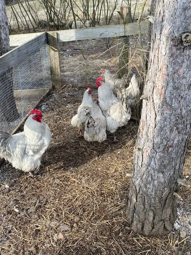 fertilized lavender Orpington hatching eggs - Photo 5