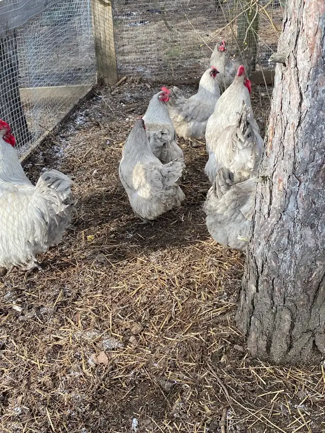 fertilized lavender Orpington hatching eggs - Photo 7