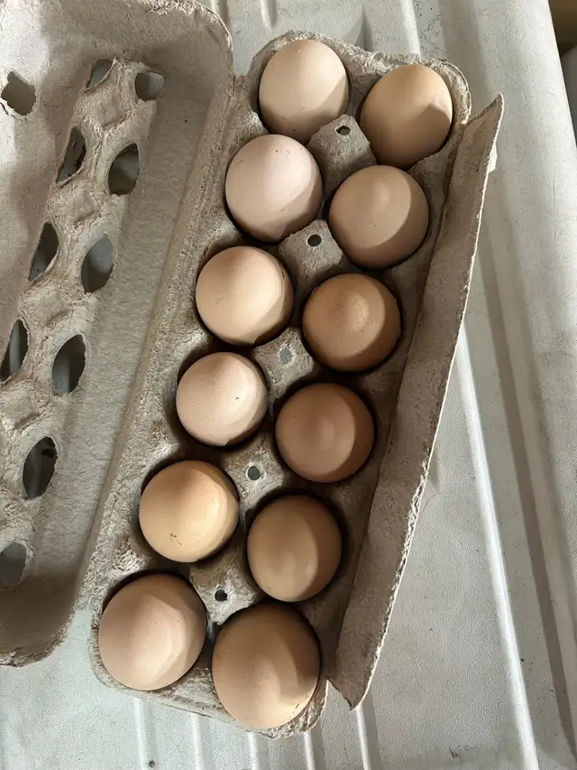 fertilized lavender Orpington hatching eggs - Photo 8