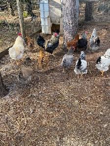 mixed breed chicken hatching eggs