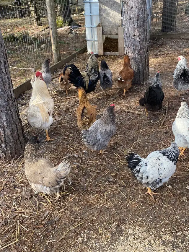 mixed breed chicken hatching eggs - Photo 3