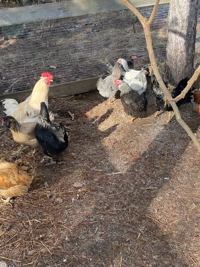 mixed breed chicken hatching eggs - Photo 4