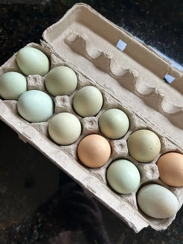 mixed breed chicken hatching eggs - Photo 9