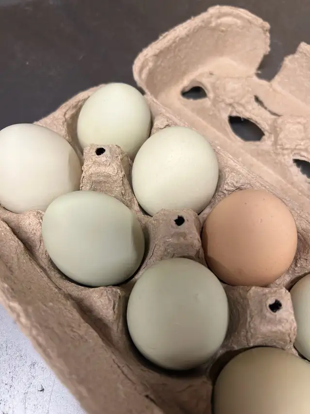 mixed breed chicken hatching eggs - Photo 10