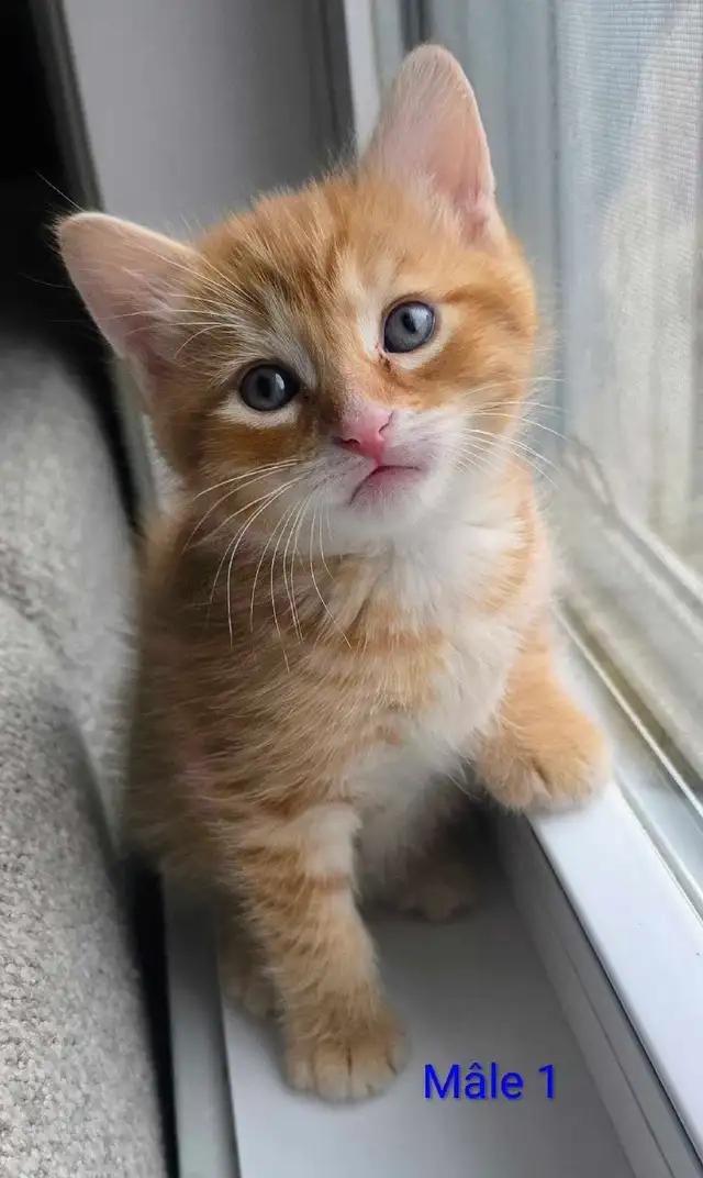 Mignons Petits Chatons Prêts - Photo 3