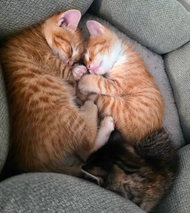 Mignons Petits Chatons Prêts - Photo 5