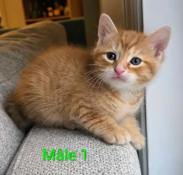 Mignons Petits Chatons Prêts - Photo 6