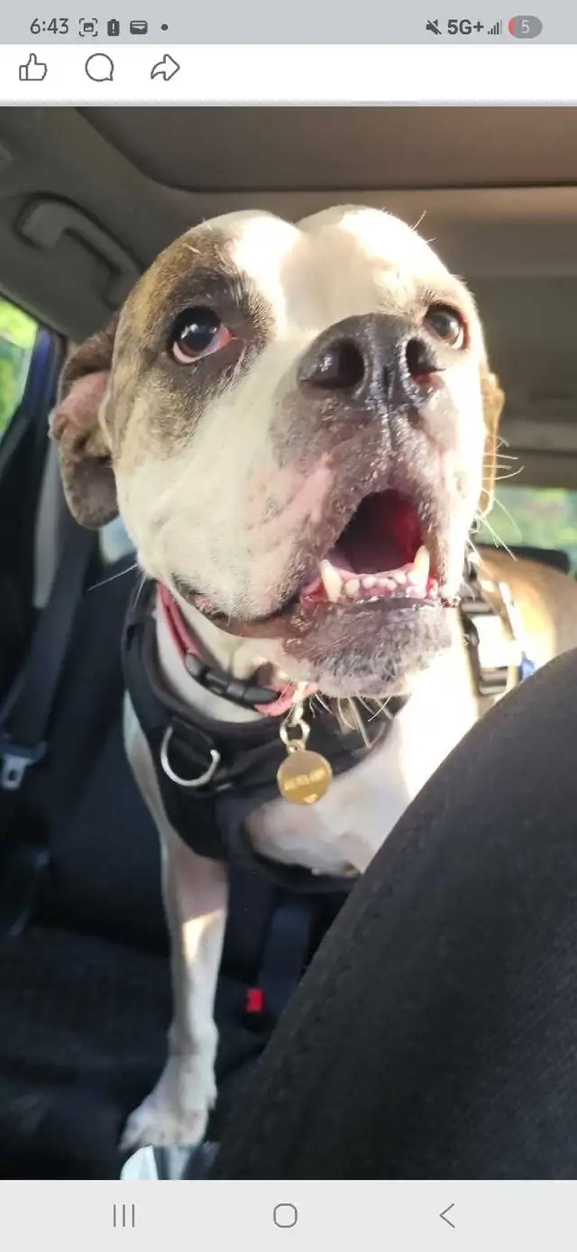 Harley Needs  A Loving Home