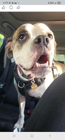 Harley Needs  A Loving Home