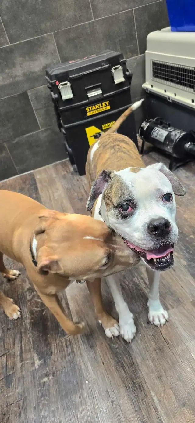 Harley Needs  A Loving Home - Photo 4