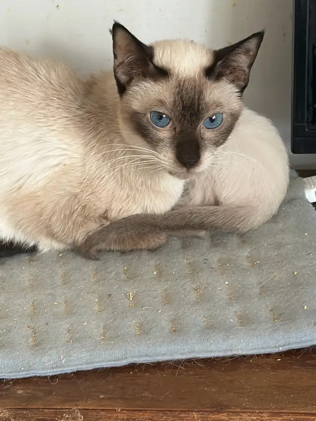 L@@K!  NOT FIXED FEMALE SIAMESE CAT FOR SALE - Photo 3