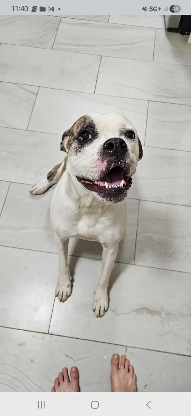 Friendly Harley Needs A Loving Home - Photo 2