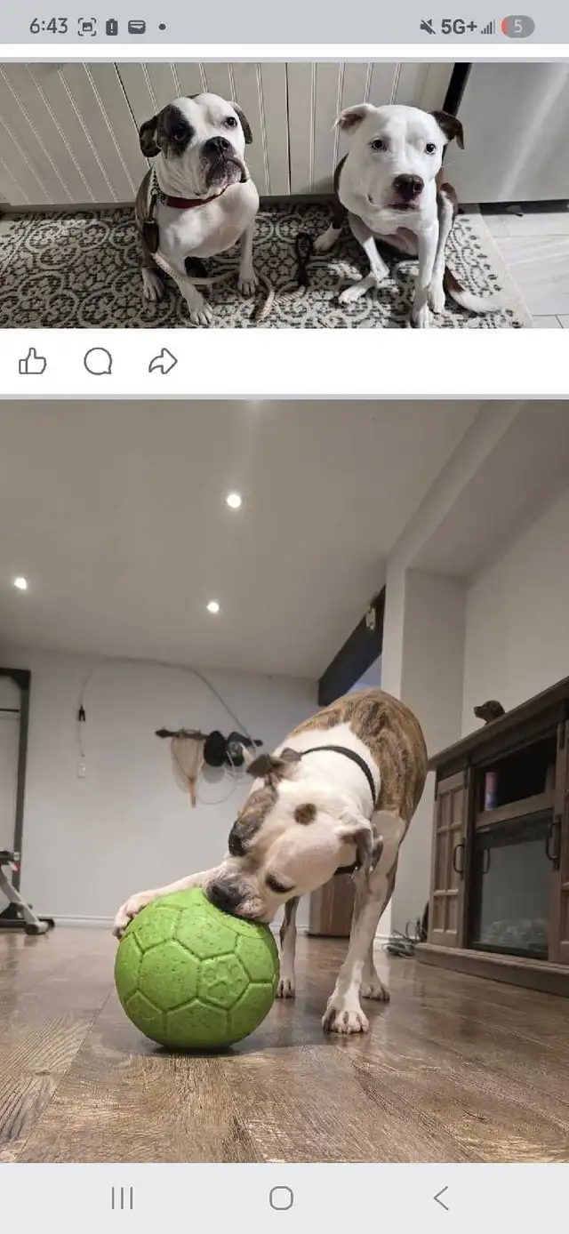 Friendly Harley Needs A Loving Home - Photo 4